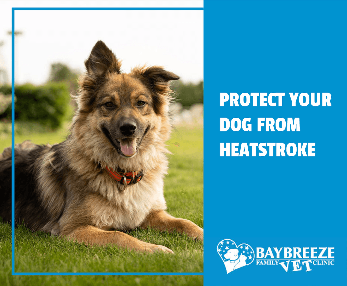Protect Your Dog From Heatstroke! Protect Your Dog From Heatstroke!